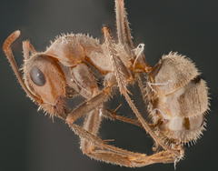 Formica francoeuri