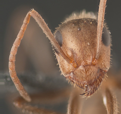 Formica francoeuri