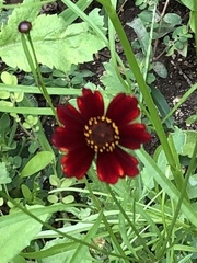 Gaillardia amblyodon