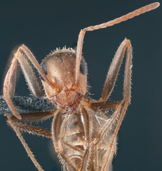 Formica francoeuri