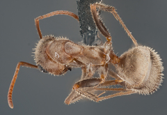 Formica francoeuri