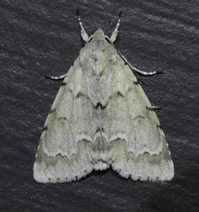 Acronicta innotata
