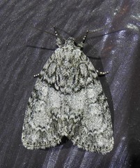 Acronicta retardata