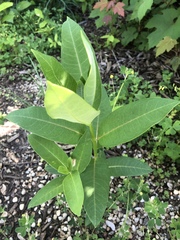 Asclepias syriaca