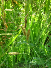 Carex riparia