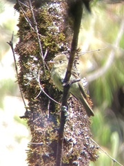 Empidonax occidentalis