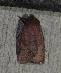 Orthodes cynica