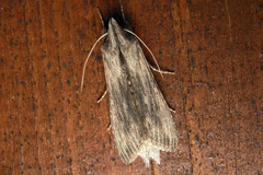 Cucullia chamomillae