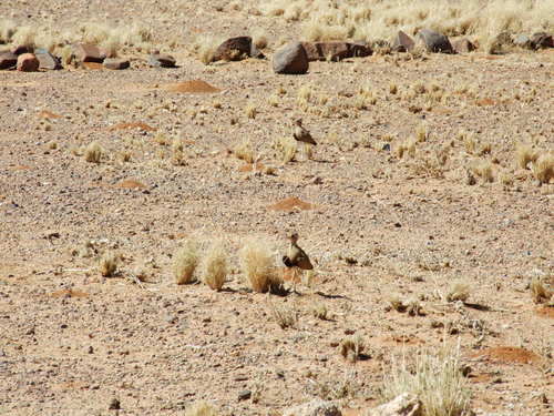 Burchell's Courser (Cursorius rufus), photo 6