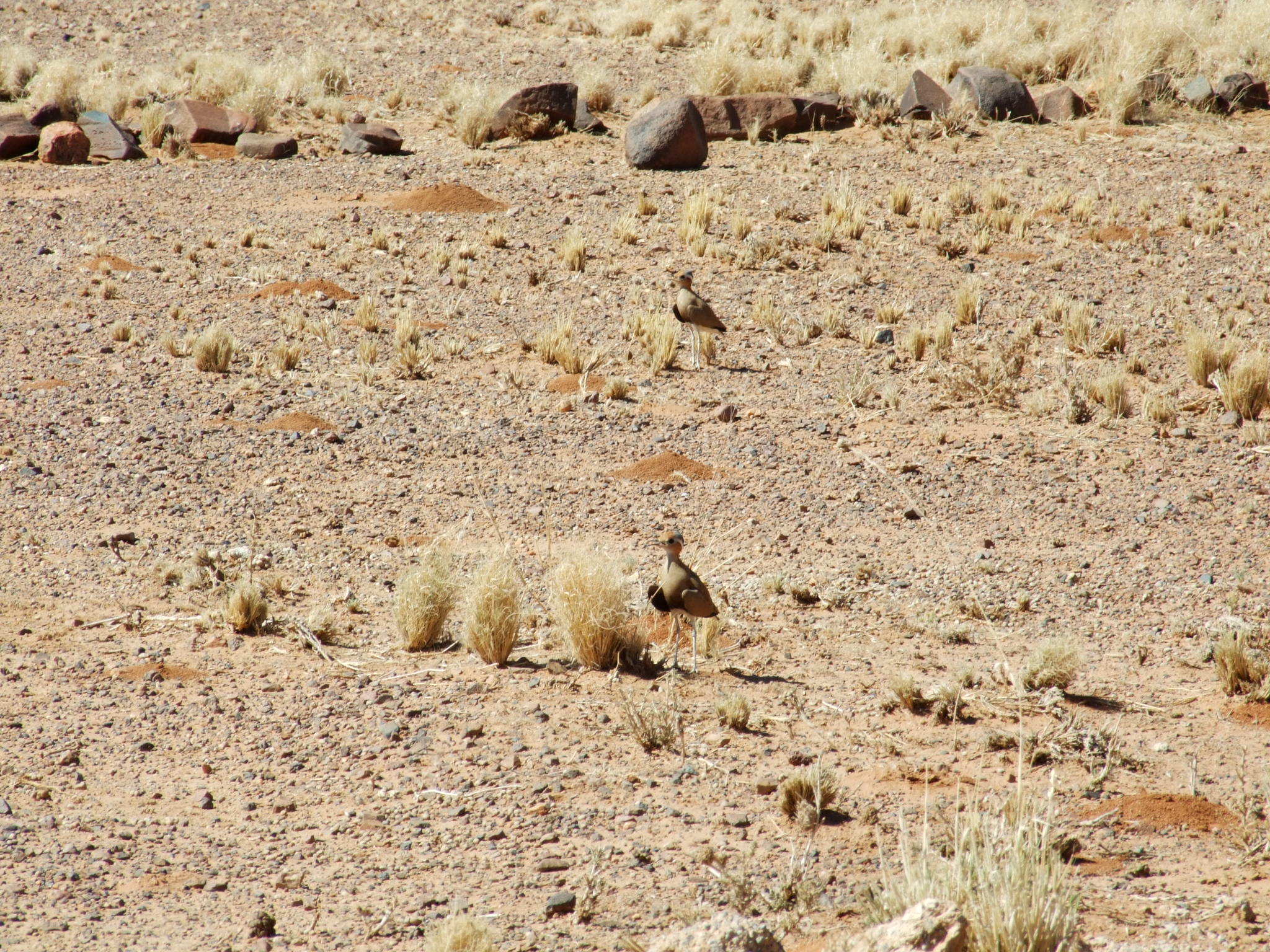 Burchell's Courser (Cursorius rufus)