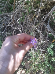 Campanula rapunculus