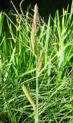 Carex acutiformis
