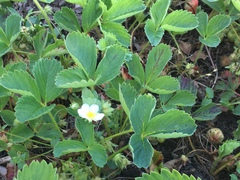 Fragaria × ananassa