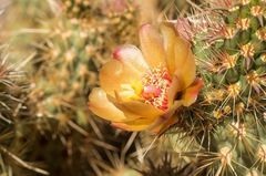 Cylindropuntia wolfii