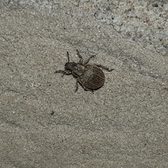 Philopedon plagiatum