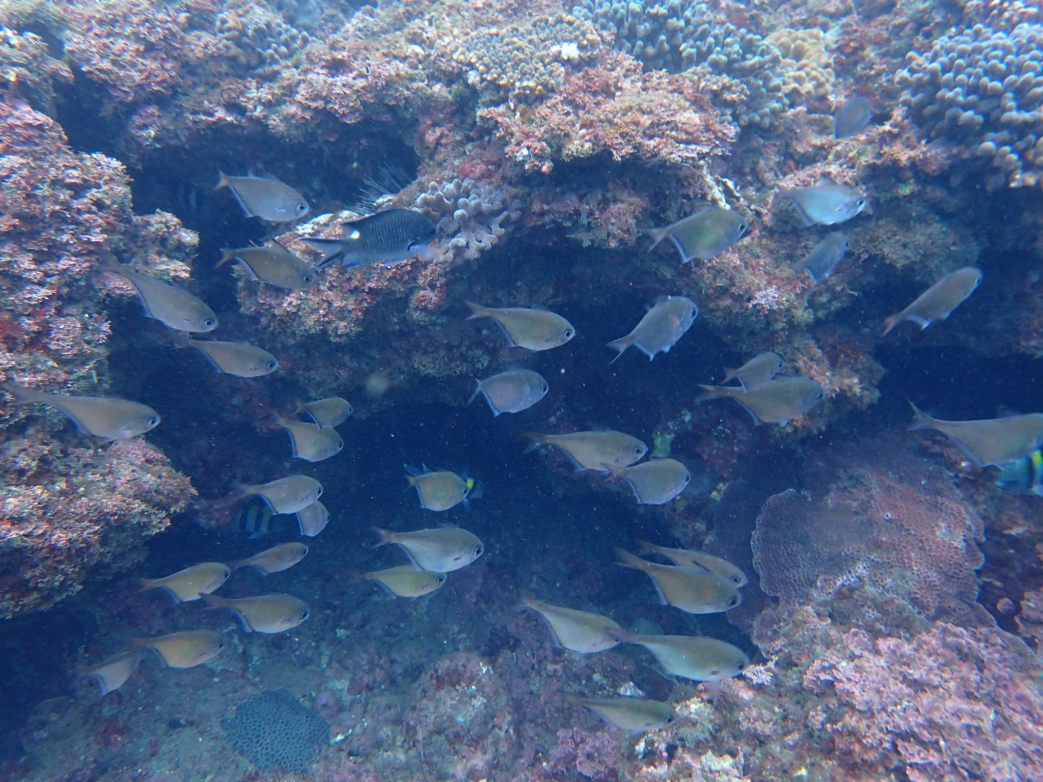 烏伊蘭擬金眼鯛(掃帚魚) Pempheris oualensis