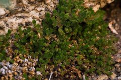 Selaginella eremophila