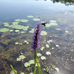 Bombus pensylvanicus image