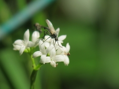 Galium odoratum