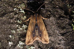 Lithophane semibrunnea