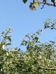 Curruca communis