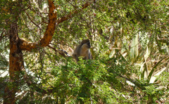 Chlorocebus aethiops