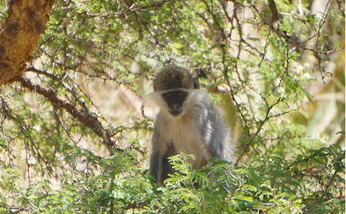 Grivet Monkey
