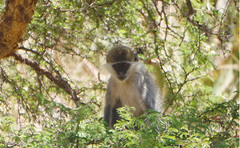 Chlorocebus aethiops