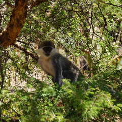 Chlorocebus aethiops