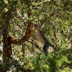 Chlorocebus aethiops