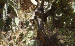 Chlorocebus aethiops