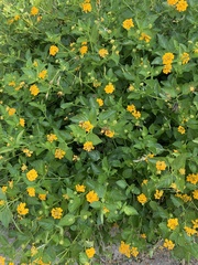 Lantana × hybrida