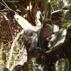 Chlorocebus aethiops