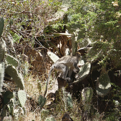 Chlorocebus aethiops