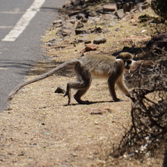 Chlorocebus aethiops