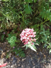 Centranthus ruber