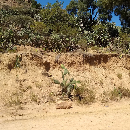 Indian fig opuntia