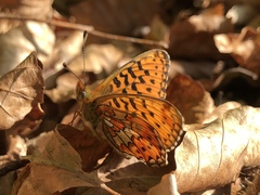 Boloria euphrosyne