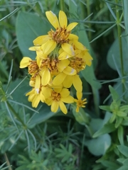 Ligularia glauca