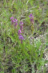 Polygala cretacea
