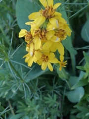 Ligularia glauca