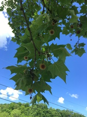 Platanus occidentalis
