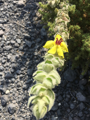 Verbascum jordanicum