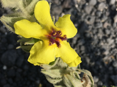 Verbascum jordanicum