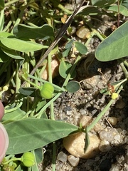 Euphorbia ipecacuanhae