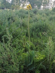 Ligularia glauca