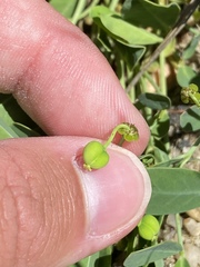 Euphorbia ipecacuanhae
