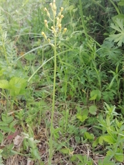 Crepis praemorsa