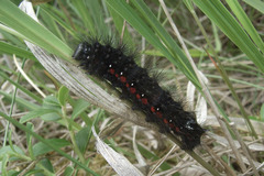 Acronicta menyanthidis