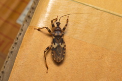 Acanthaspis quadriannulata